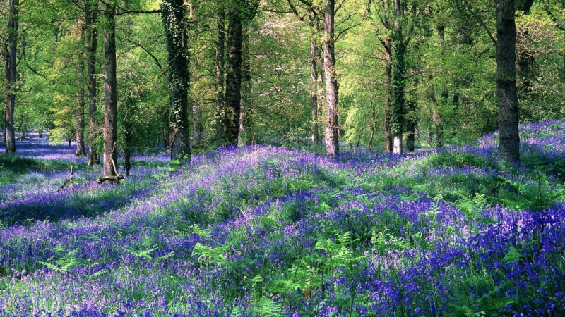 flowery, nature and landscapes, forest, carpet, covering, flowers, purple, 1080P