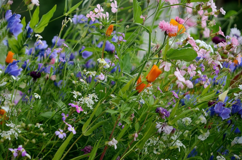 flower head, blossom, colorful, blue, floral, close-up, natural, flora, flowering plant, orange, bloom, outdoors, green color, springtime, plant part, yellow