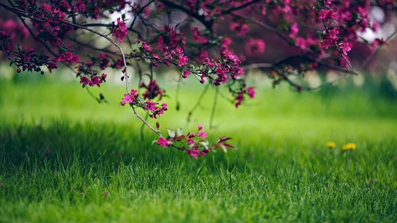 plant, 1080P, softness, meadow, springtime, nature, plain, landscape, tree, outdoors, beauty in nature, environmental conservation, blossom, garden, no people