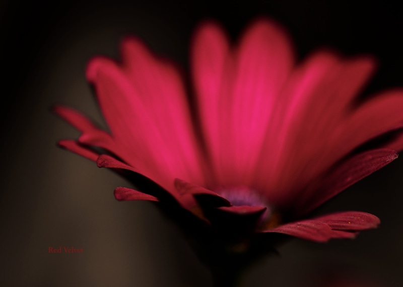 photography, red, single Flower, DoF, Flowery, plant, Light, Red Velvet, flower  Flower, petal, 2K, Tamron, Macro, selective, focus, petaled, 90mm, close-up