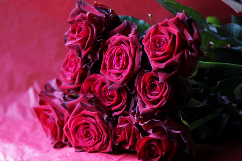 positive emotion, pink color, petal, bloom, indoors, bunch of flowers, softness, passion, flowery, plant, beauty, nature, romance, close-up, flower, freshness