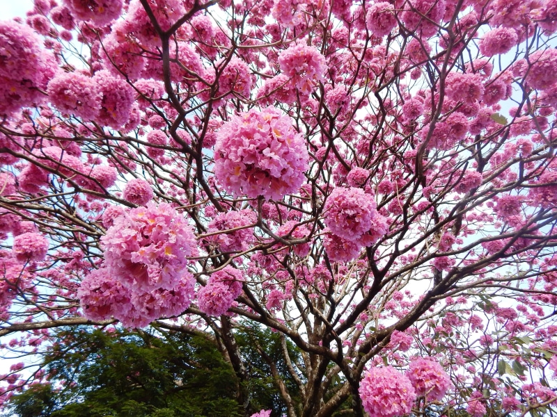 ipe flowery, ipê-purple, close-up, flowers roses, springtime, flower, blossom, tree, beauty in nature, 4K, brazil, day, vulnerability, winter, ipê, low angle view