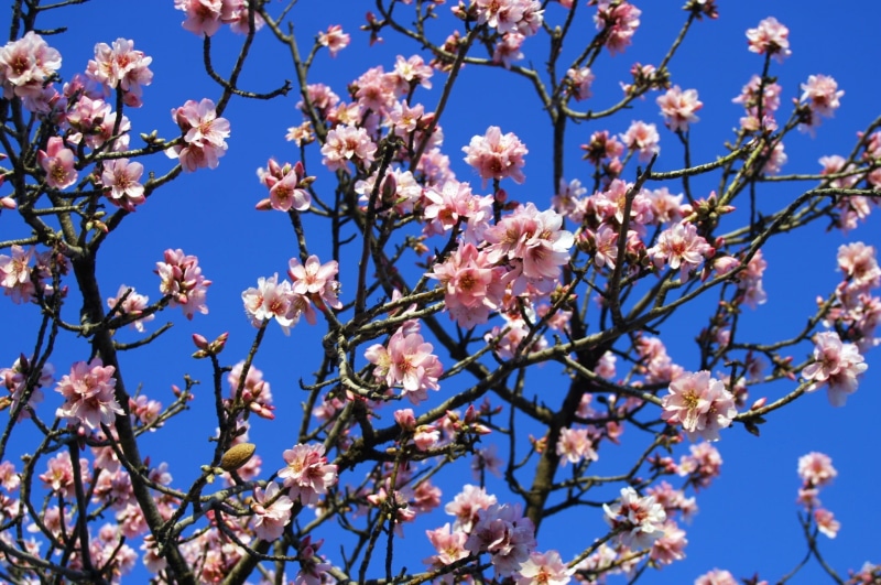cherry tree, freshness, growth, almond tree, flowering, no people, flowers almond tree, white, day, fragility, blue, flower, 1080P, pollen, outdoors, beauty in nature