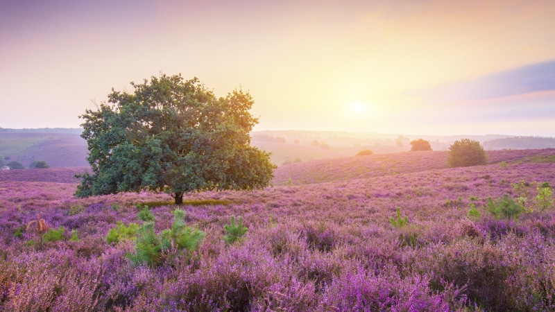 sun, tranquil scene, flowerbed, flowering plant, beauty in nature, purple, growth, lavender, no people, 4K, agriculture, tranquility, springtime, nature