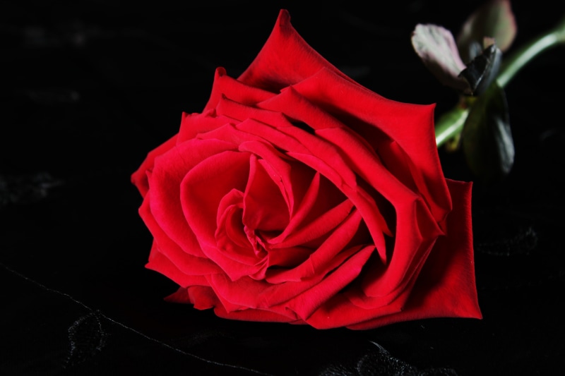 romantic, petal, velvety, 5K, passion, black background, background, love, studio shot, flowers, inflorescence, black, fragility, roses, no people, vulnerability