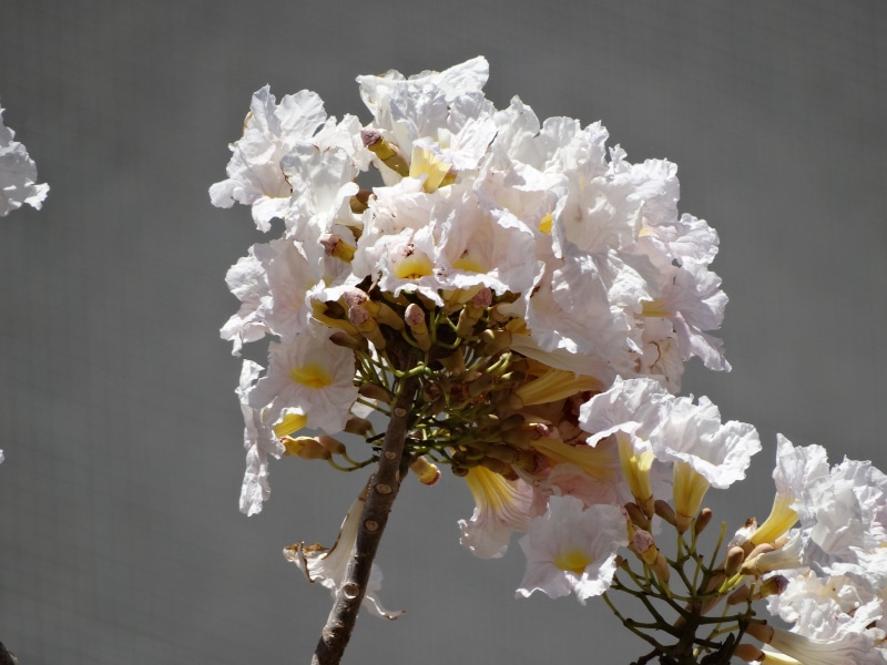 white flower, vulnerability, ipê, tree, beautiful, white, flower arrangement, white color, close-up, no people, 5K, flower head, gray background, flowering plant