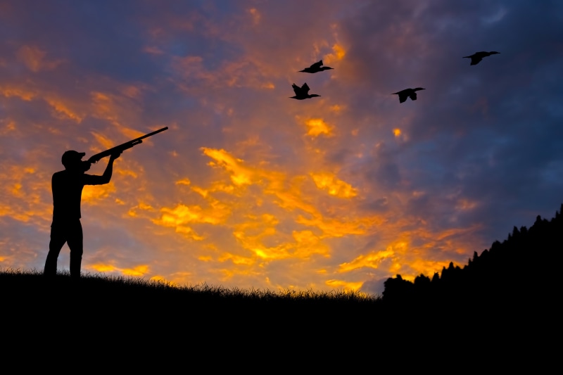 5K, forest, sun, one person, summer, flying, dawn, sunset, animals in the wild, bird, group of animals, rifle, preemption, aiming, back Lit, outdoors