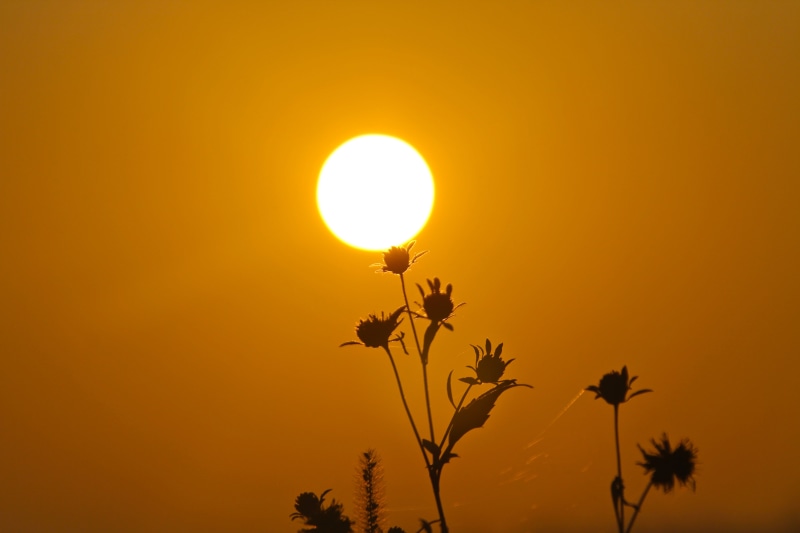 Sunrise, bushes, nature, grass, silhouette, yellow, morning, 5K, sunrise - Dawn, China, sunset, summer, Hunan, across, flowers, sunlight, sun