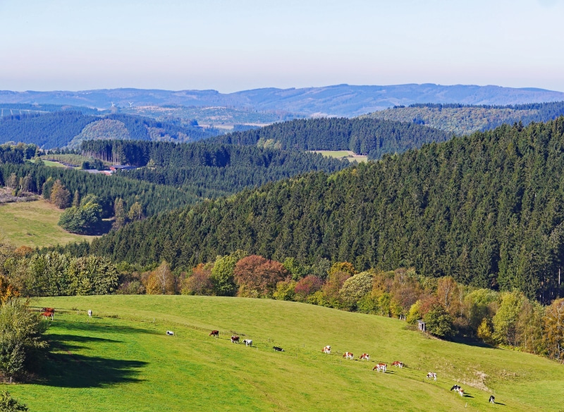 land, emerge, plant, Highlands, beauty in nature, cows, wild meadow, day, picturesque, 4K, agriculture, coniferous forest, outdoors, conifers, sunlight