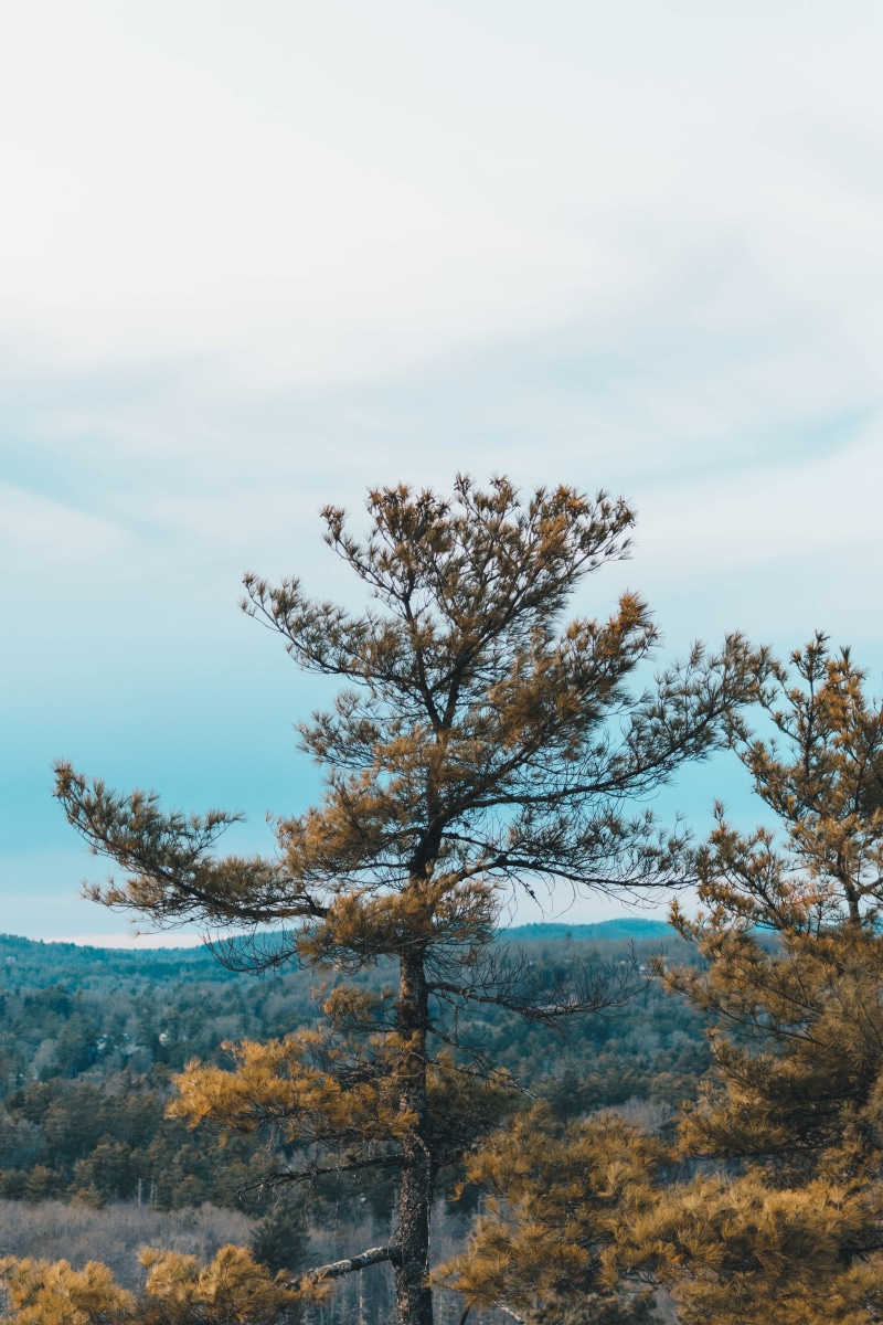 growth, land, day, landscape, sunset rock, no people, environment, outdoors, nikon, america, tranquil scene, plant, 5K, change, tranquility, low angle view