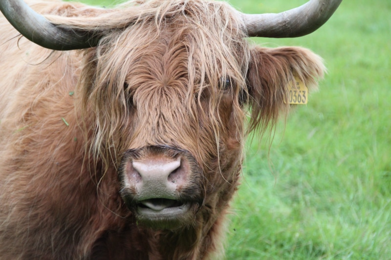 pets, Beef, highlands and islands, yak, rural Scene, animal wildlife, one animal, Animal, cattle, mammal, highland cattle, green Color, livestock, herbivorous