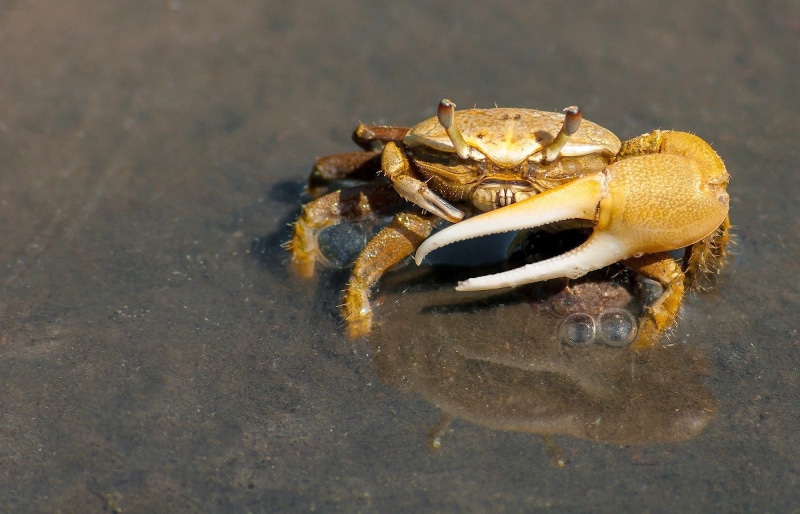 fiddler crab, 1080P