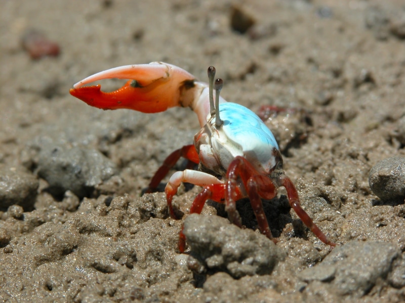 2K, Animal, Fiddler Crab