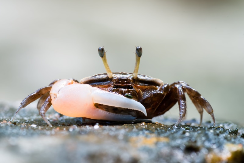 beach, Tamron, wildlife, Tarutao National Marine Park, macro, Bilgin, Rushen, photography, claw, 5K, 90mm, white, Fiddler crab, nikon  d800, sp., sea