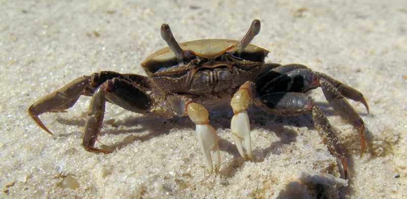 crab, animals in the wild, marine, land, environment, curious, educational, beach, nature, day, no people, white, brown, pincher, sea life, animal wildlife