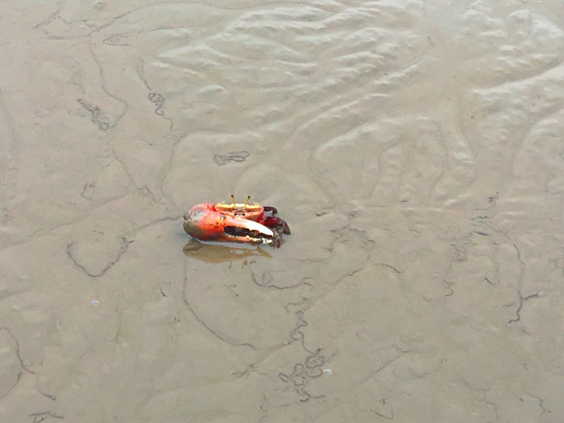 saga plain, ariake, beach, animal, no people, crab, animal wildlife, nature, water, high angle view, marine, amphibian, outdoors, 4K, saga, animals in the wild