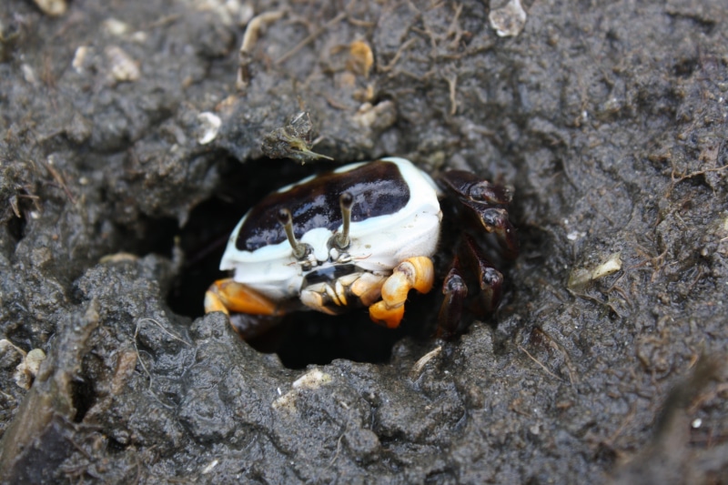 land, animals in the wild, one animal, mud, black, animal wildlife, shell, white, solid, claws, crustacean, animal, nudgee, close-up, hole, fiddler crab
