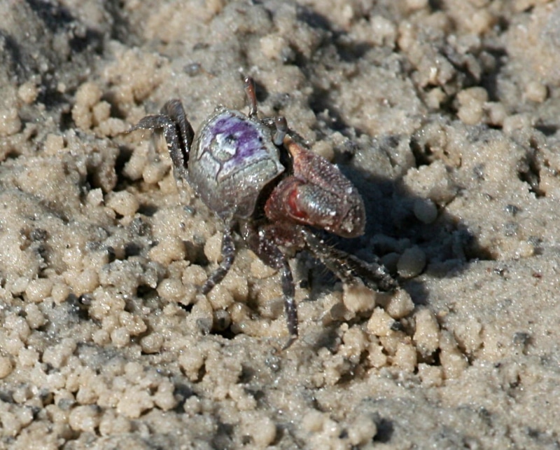 animals in the wild, outdoors, insect, high angle view, Sand fiddler crab, photos, land, crab, invertebrate, wildlife, 480P, public domain, selective focus