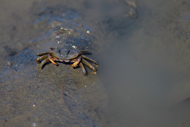 fiddler crabs, nature, invertebrate, water, high angle view, one animal, beach, arachnid, close-up, taiwan, zoology, marine, crab, animal, no people, animal themes