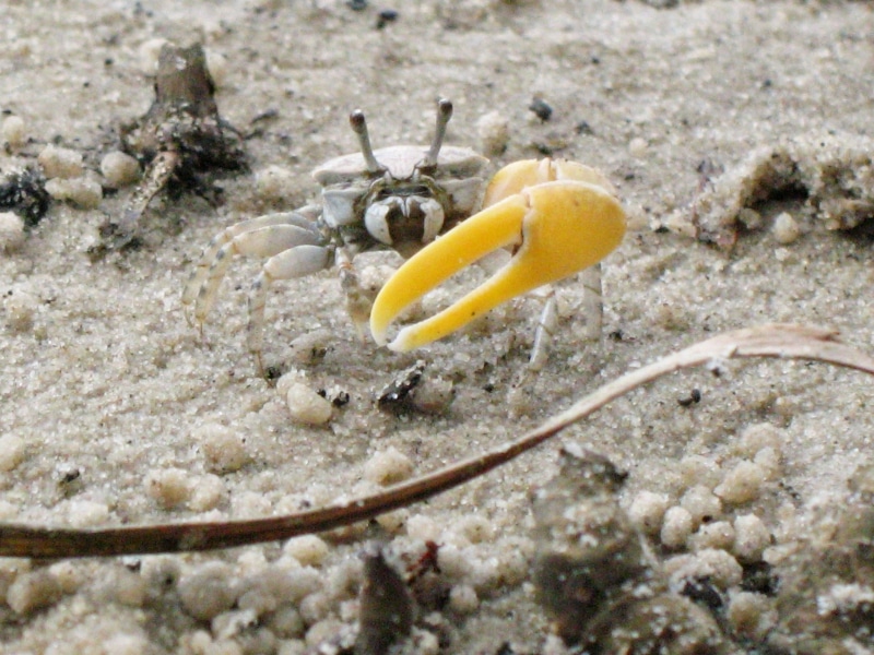 invertebrate, marine, poisonous, crab, undersea, sea, 2K, sand, animal wildlife, land, animals in the wild, water, animal, day, sea life, nature, outdoors
