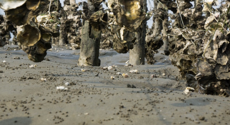 dirt, rock formation, environment, nature, mineral, physical geography, beach, mud, land, taiwan, day, rock - object, wetland, textured, crab, selective focus