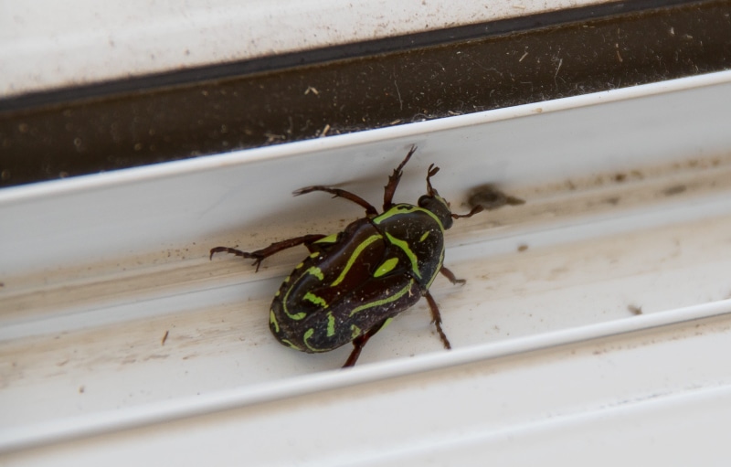 animals in the wild, fiddler beetle, green color, day, arthropod, animal themes, 2K, focus on foreground, australia, one animal, wall - building feature