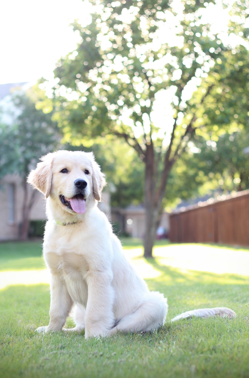 panting, plant, green grass, focus on foreground, vertebrate, one animal, pets, 4K, golden retriever puppy, portrait, animal themes, golden retriever