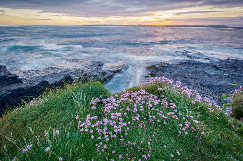 photography, flower, golden hour, landscape, landscape photography, basalt, scenics, grass, Sunset, summer, St Georges channel, flowers, hour, nature, golden
