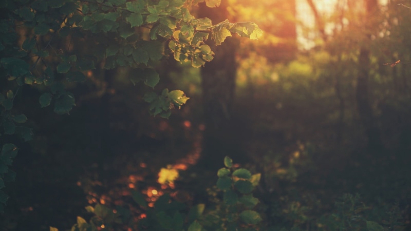 land, filter, forest, hour, green color, no people, 1080P, plants, plant part, leafed, growth, tranquility, plant, close-up, beauty in nature, leaf, outdoors