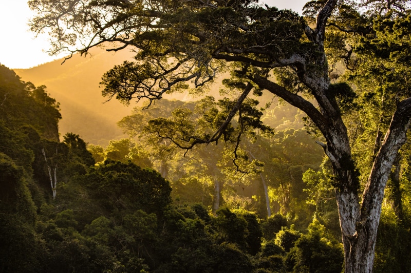 branch, plant, sky, green color, scenics - nature, park, 5K, landscape, tranquility, south africa, sunlight, natures valley, nature, forest, flora, low angle view