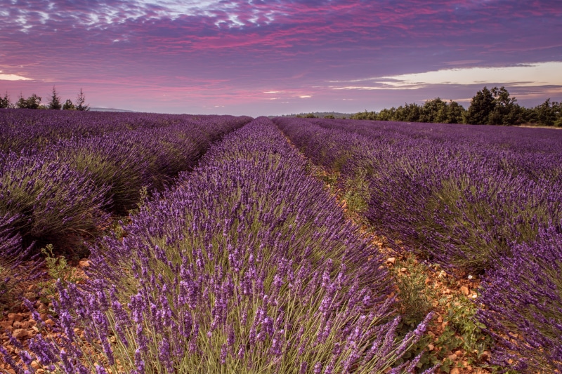 rural Scene, beauty In Nature, field, 5K, lavender, purple, bed, summer, plateau De Valensole, France, outdoors, plant, landscape photography, provence-Alpes-Cote dAzur