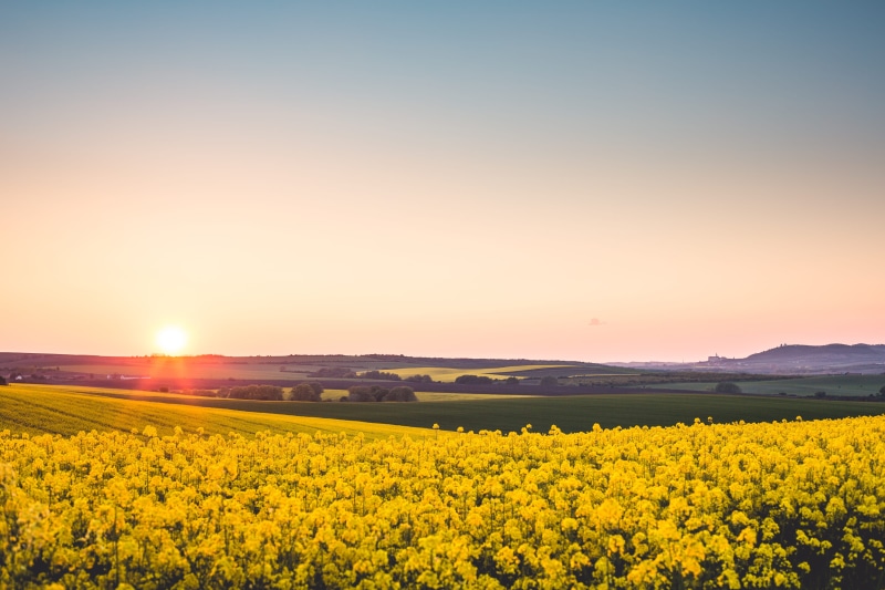 tranquil scene, crop, blue, snail, 4K, idyllic, meadow, fields, beauty In Nature, sun, Yellow, sunrise, sunny, Rapeseed, springtime, scenics, scenics - nature