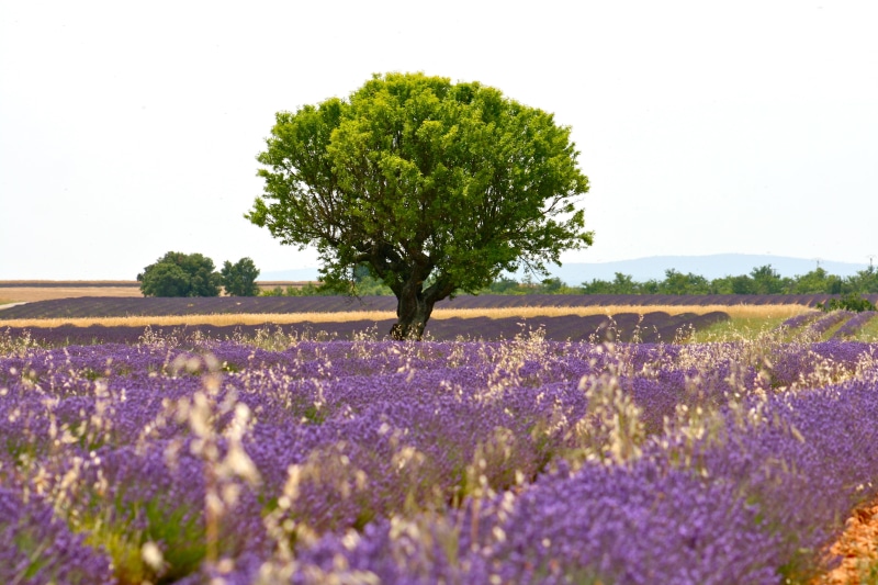 rural Scene, outdoors, provence-Alpes-Cote dAzur, landscape photography, blue, Champs, purple flower, Azur, photography, flower, purple, beauty In Nature