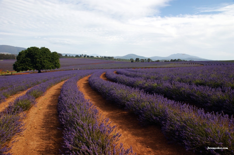 landscaped, plant, purple, blue, provence-Alpes-Cote dAzur, outdoors, summer, flower fields, scented, scenics, nature, lavender Coloured, field, 4K, farm