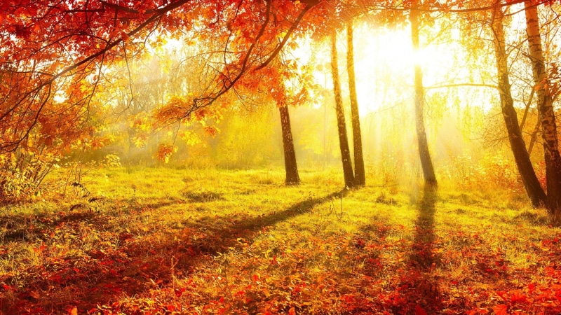 beauty in nature, non-urban scene, tree trunk, branch, leaves, forest, landscape, Sun, woodland, plant, nature, plants, land, trees, grass, fall, shadow