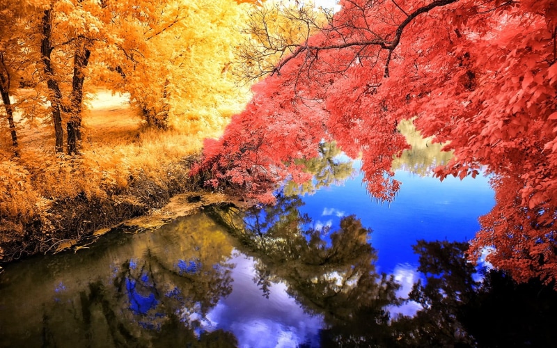 autumn, pink, maple tree, orange color, natural condition, outdoors, nature, autumn collection, maple, land, scenics - nature, water, colorful, reflection