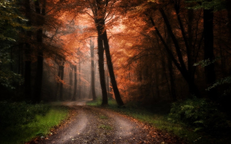 the way forward, growth, grass, sunlight, mist, fall, maple, tree trunk, landscape, forest, leaves, dirt road, outdoors, no people, trunk, scenics - nature
