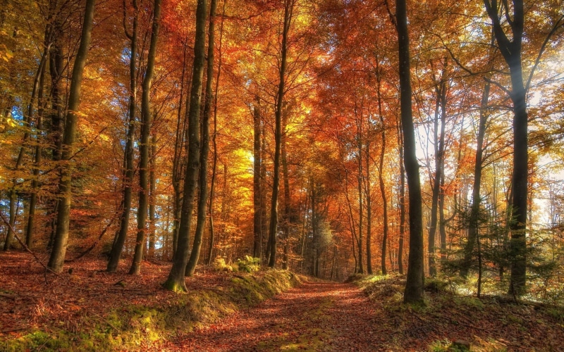 yellow, tree, orange color, landscape, growth, tranquility, change, tree trunk, leaves, dirt road, day, trunk, autumn, outdoors, non-urban scene, orange