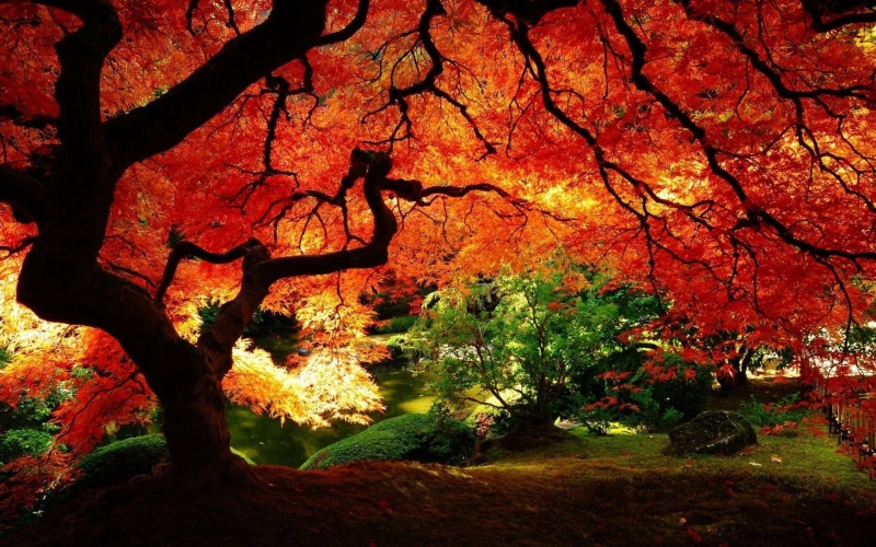 growth, red, 1080P, outdoors, tranquility, plant, branch, maple, beauty in nature, fall, river, trunk, autumn, change, tree, scenics - nature, park, tree trunk