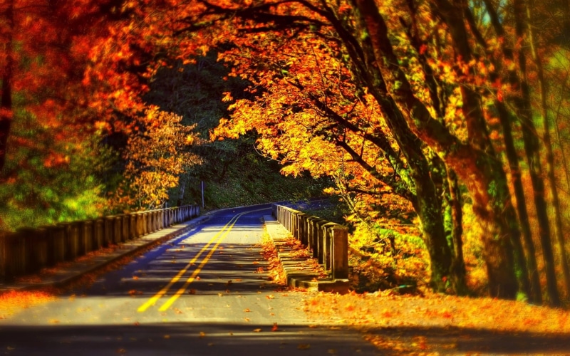 lush Foliage, sign, selective focus, yellow, change, color Image, beside, gold Colored, tree, scenics, trees, park - Man Made Space, landscape, orange Color