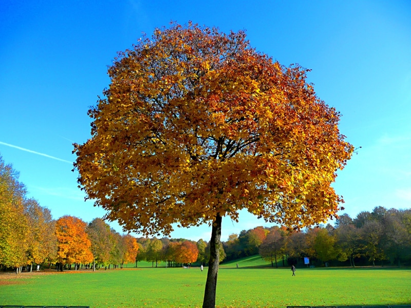 green, nature, field  maple, leaf, autumn, yellow, amazing, Colorful, Red, tree, flower, wonderful, trees, reddish, season, mapple, fallen leaves, park