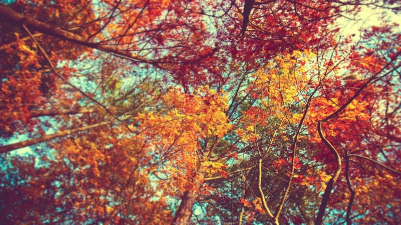 day, land, maple, maple leaf, plant, tree canopy, growth, colorful, maple tree, fall, autumn, outdoors, tree, beauty in nature, nature, branch, leaf, natural condition