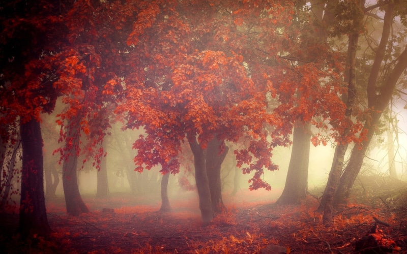 maple Tree, orange, tree, no People, fall, nature, sunset, maple, trunk, lush Foliage, growth, leaves, scenics - nature, branch, leafed, backgrounds, bright
