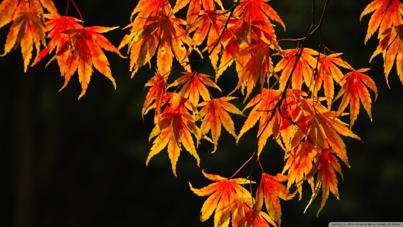 beauty in nature, nature, plant, leaves, tree, maple, maple leaf, growth, outdoors, black background, autumn, orange color, plants, branch, red, vulnerability
