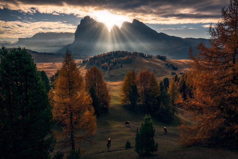 scenics - nature, clouds, mist, forest, tree, nature, idyllic, hiking, green, europe, fall, autumn, morning, trees, meadow, scenics, sunbeam, tranquility