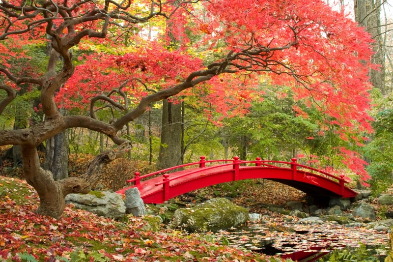 Maple trees, Japanese Garden, 4K, 4K, Autumn