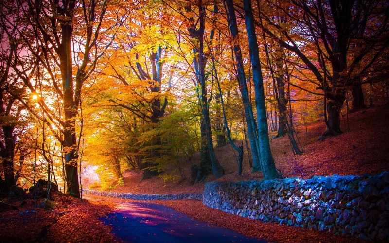 maple Tree, growth, yellow, nature, the way forward, light - Natural Phenomenon, landscape, no People, photography, tranquility, park - Man Made Space