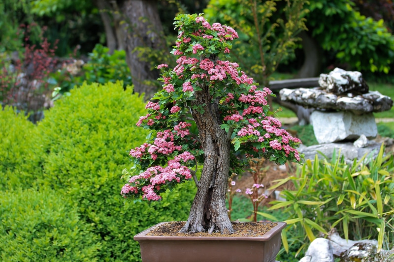 4K, wood, outdoors, plant, japan, beauty in nature, flowering plant, art, springtime, purple, no people, pink flowers, japan culture, focus on foreground
