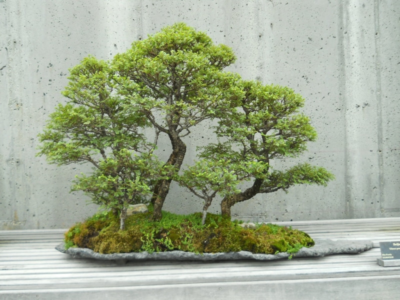 growth, wall - building feature, bonsai, decoration, trunk, tree trunk, day, architecture, plant, city, road, no people, gray, footpath, tree, green, nature