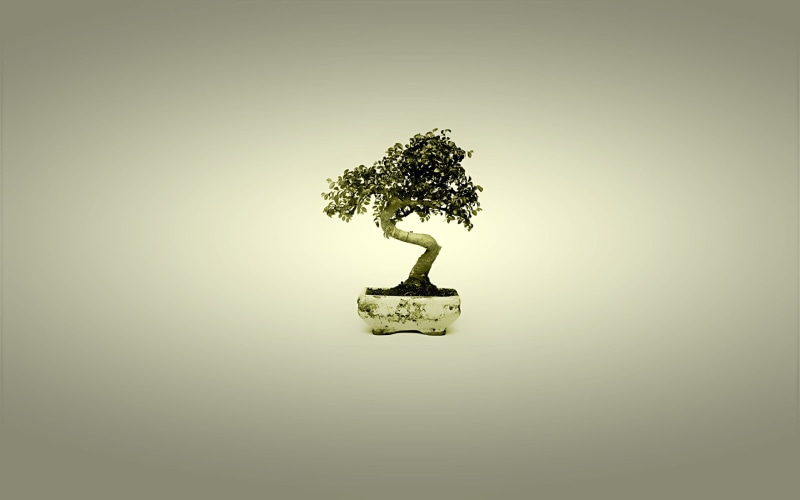 cut out, minimalism, green, backgrounds, tree, grass, finance, no people, vignette, creativity, colored background, studio shot, forest, nature, bonsai